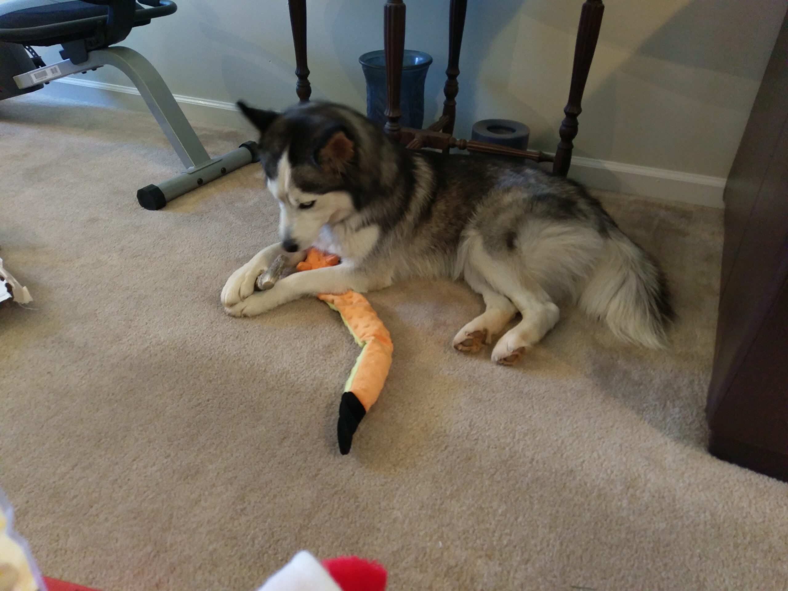 A young husky dog sitting and holding her toys with her front paws.