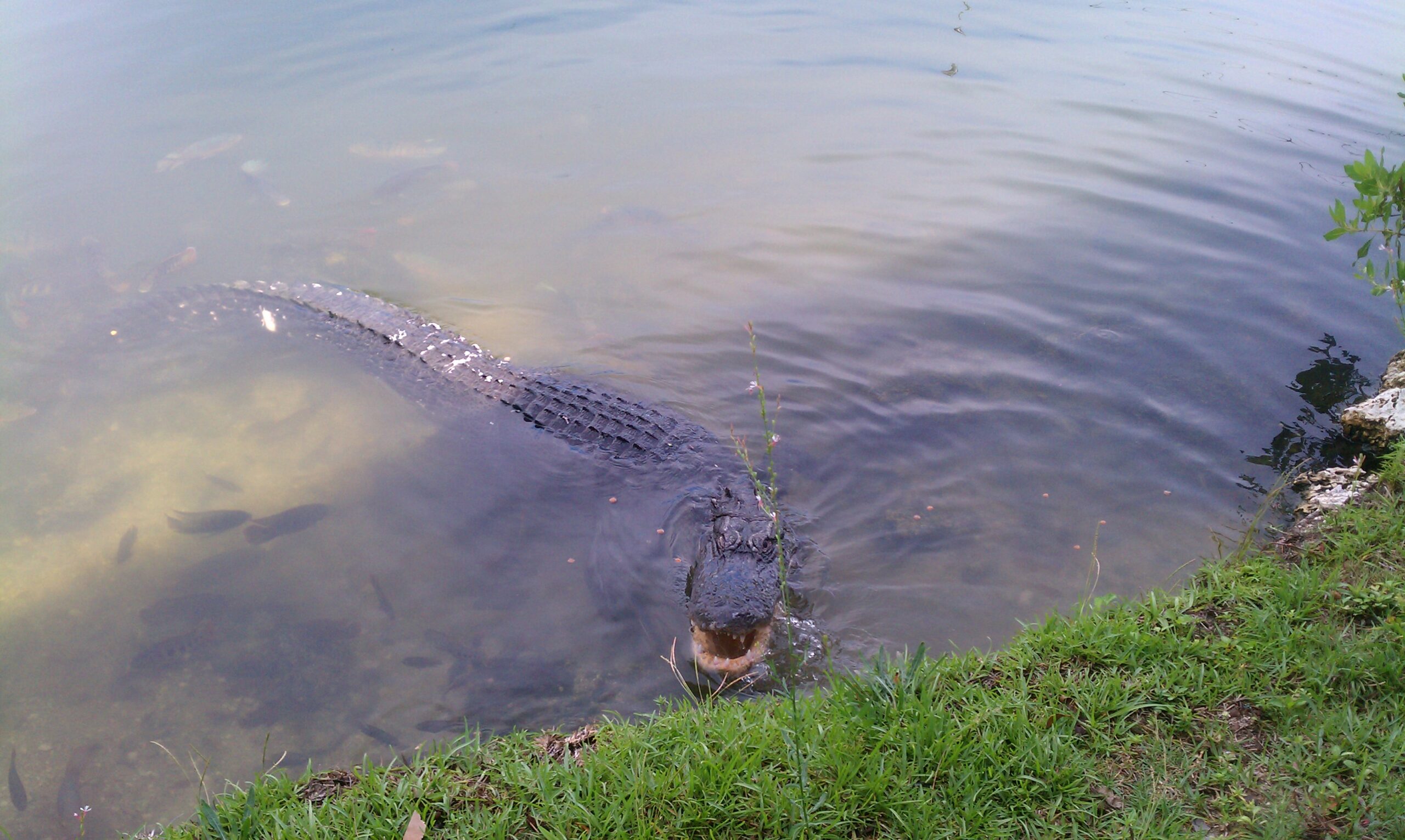 A close-up image of an alligator in a Louisiana bayou.