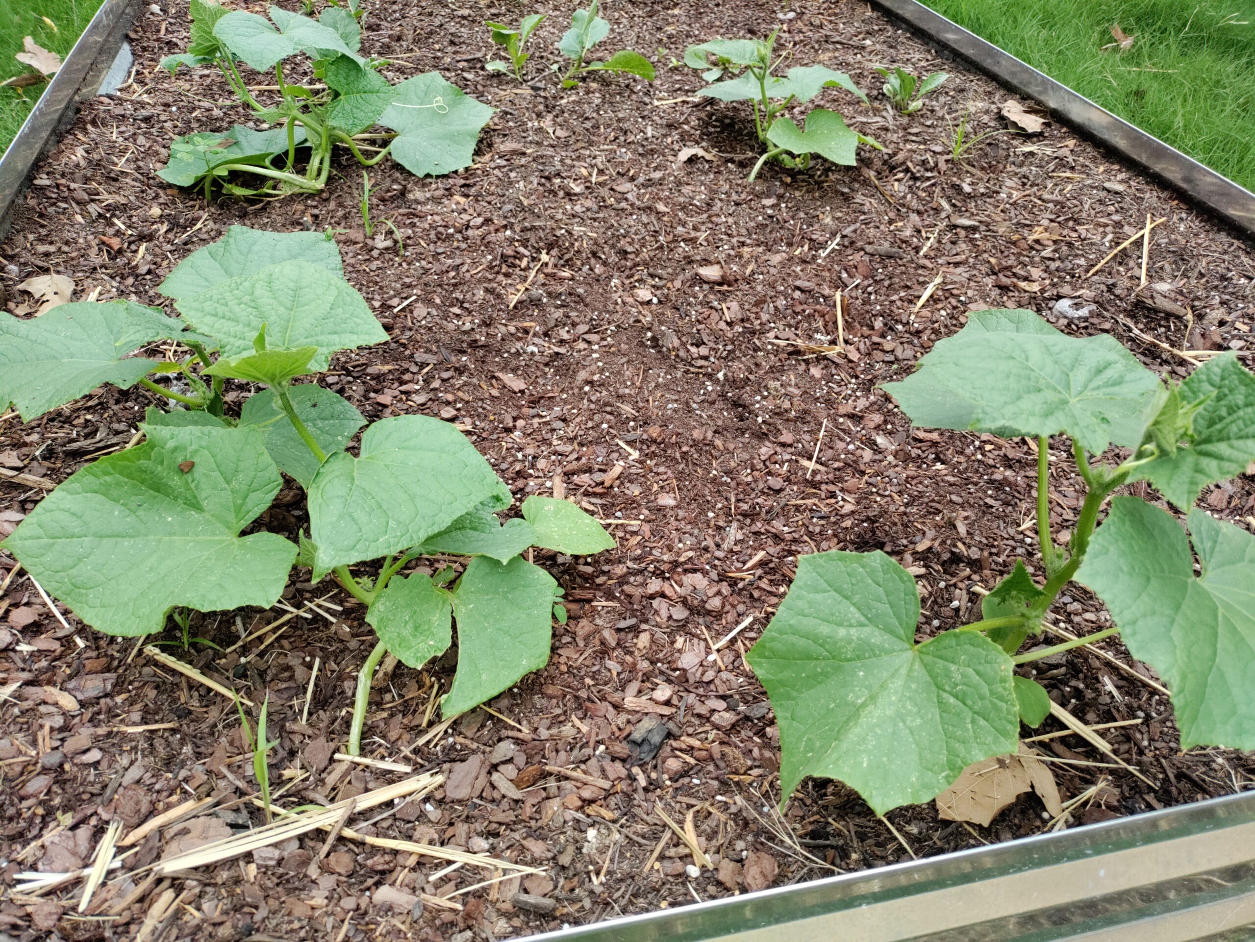 A close-up of cucumber plants growing in a raised bed.