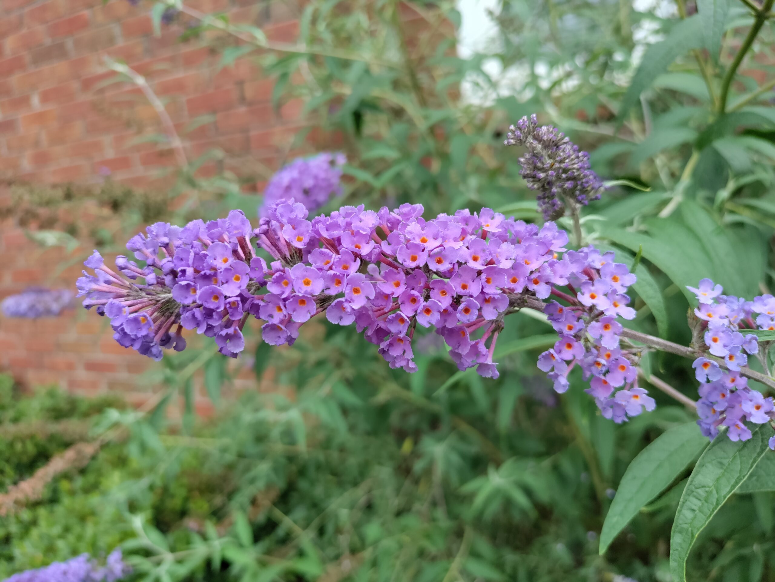 A close-up of butterfly-bush flowers in my garden