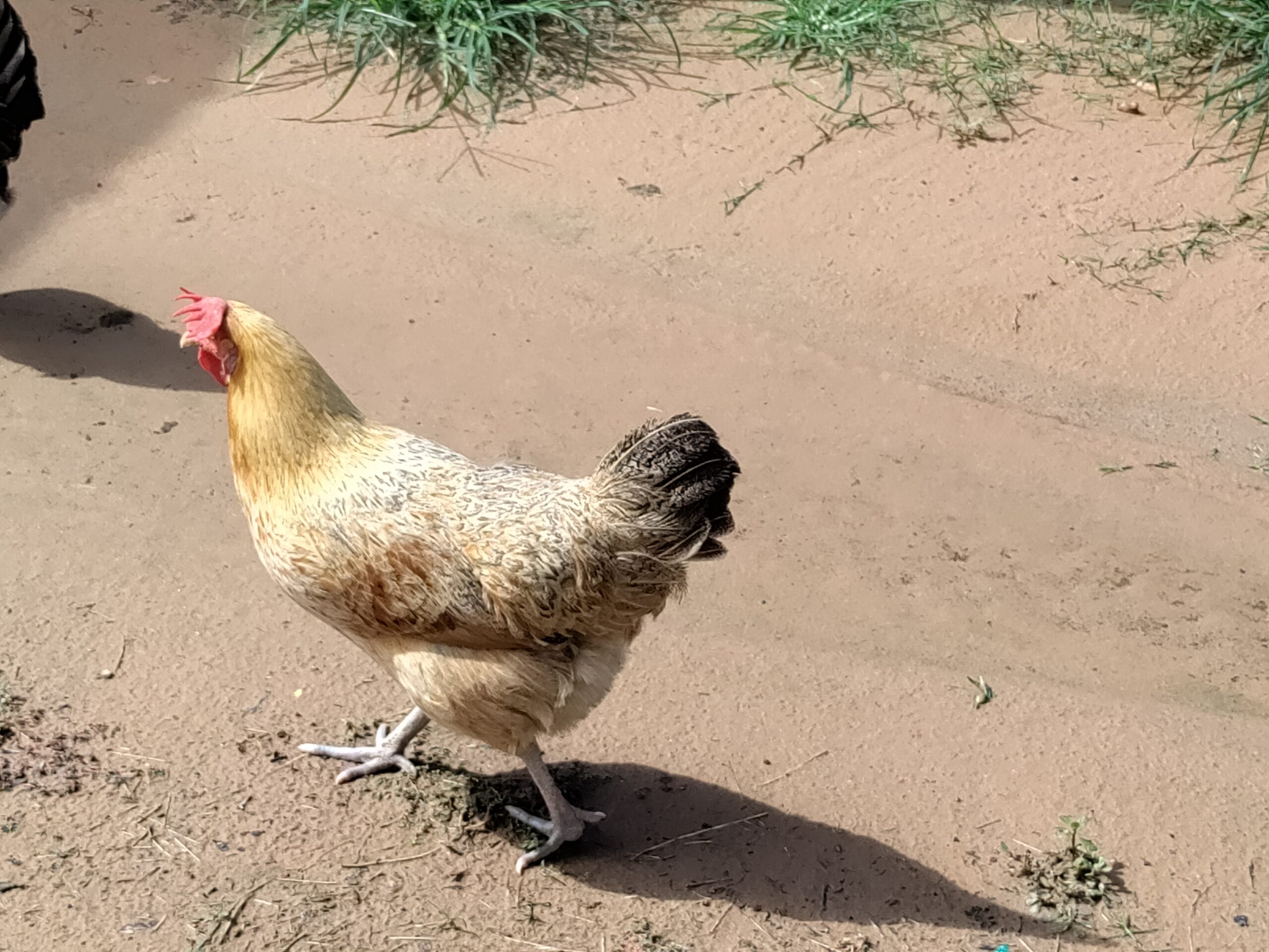 A chicken at my brother-in-law's farm