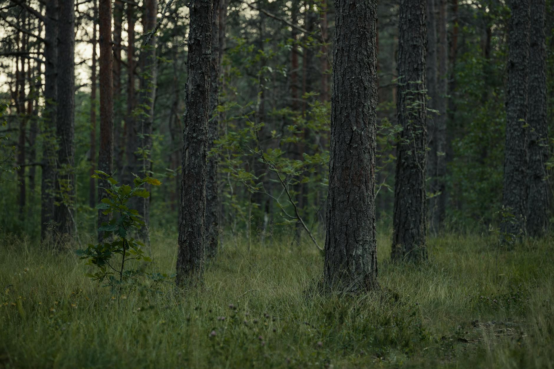 forest landscape with tall trees